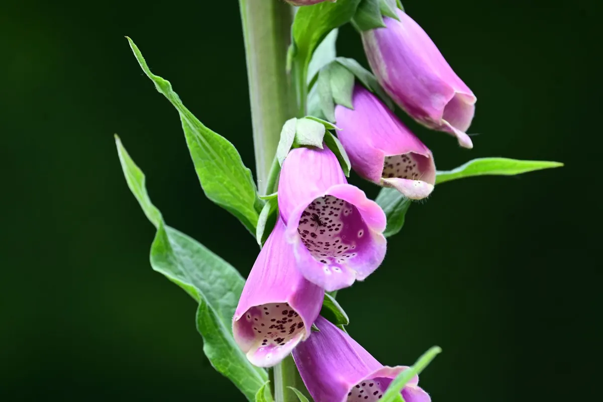 Common Foxglove Growing Mistakes and How to Fix Them