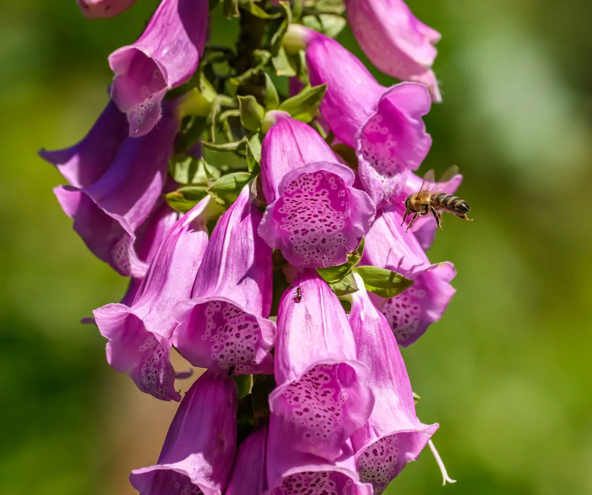 Designing a Woodland Border with Foxgloves and Ferns