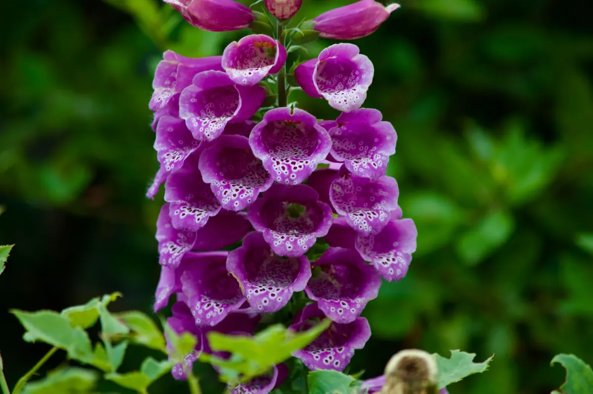 Foxglove Care Checklist: Monthly Tasks from Seedling to Bloom