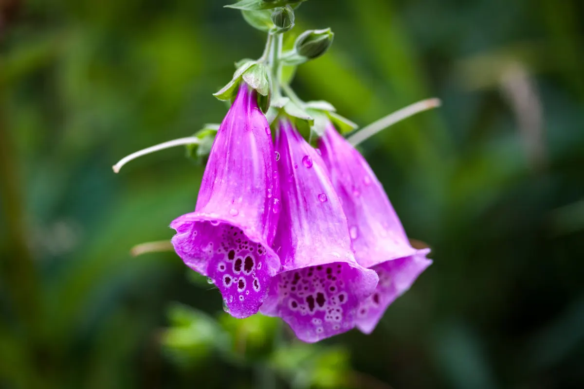 Foxglove Toxicity: How to Grow It Safely Around Pets and Children