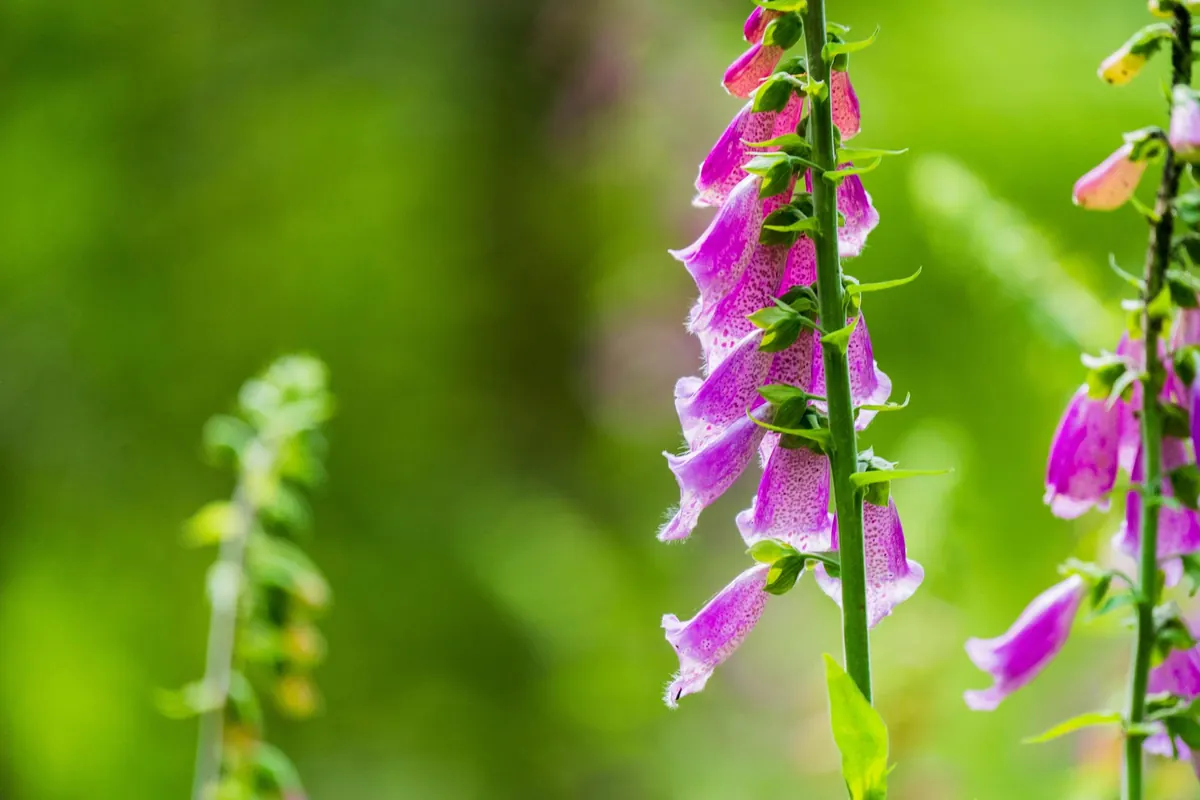 Foxglove vs. Hollyhock: Which Tall Flower Should You Grow?